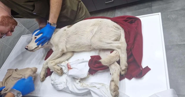 Bodrum da bir yavru köpeği öldürüp, diğerini yaralayan şüpheli tutuklandı Muğla Haberleri