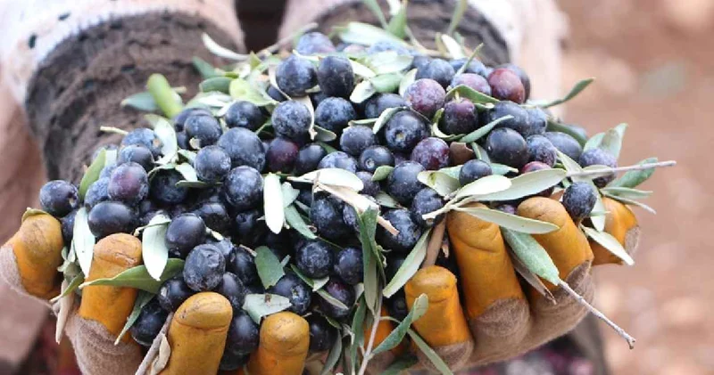 Kilis te hasadı başladı: 100 dönümden 1 ton rekolte bekleniyor