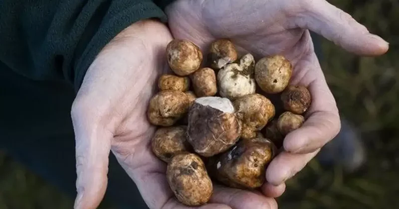 Kilosu 344 bin TL ye denk geliyor.