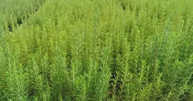 Muğla da atıl araziler biberiye ile canlanıyor Muğla Haberleri