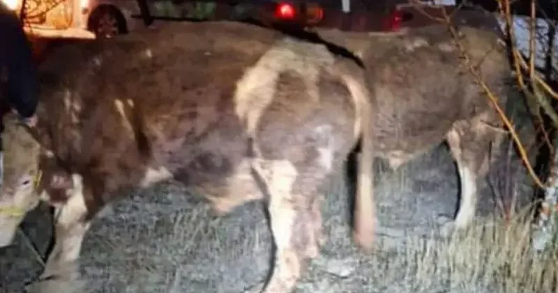 Ankara da büyükbaş hayvan hırsızları tutuklandı