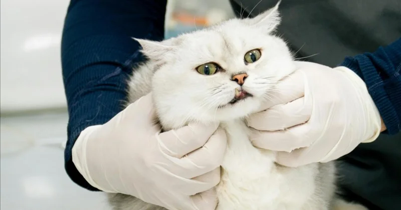 Veteriner Kontrol Enstitüleri 21 yeni laboratuvarla güçlendirilecek