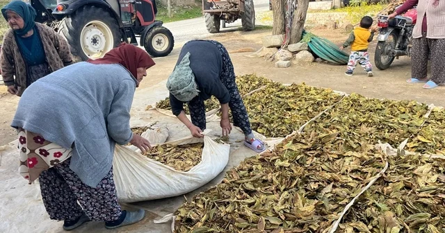 Hasadı tamalanan tütünler satış için hazırlanıyor Buldan da hasadı yapılan tütünler, üreticiler tarafından basılmaya başlanıldı Denizli Haberleri