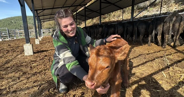 Bakanlık projesiyle hayvancılığa başlayan Ayşegül: Şimdiden 7 buzağım oldu bile Muğla Haberleri