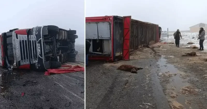 Patnos’ta hayvan yüklü tır devrildi: 10 küçükbaş telef oldu Ağrı Haberleri