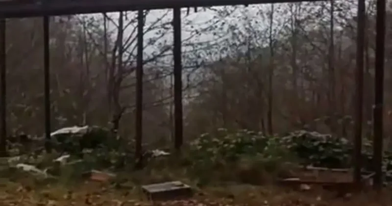 Rize’de ayılara demir profilli tezgah da çare olmadı