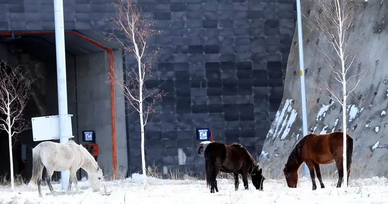 Ardahan da Aşık Şenlik Tüneli nde yılkı atları görüntülendi
