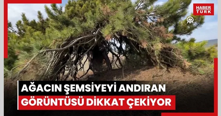 Dalları aşağıya doğru uzanan çam ağacı şemsiyeyi andıran görüntüsüyle dikkat çekiyor