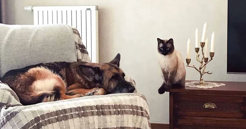 Kedi ve köpeklerin yerini alacak yeni evcil hayvan bellli oldu: Çizgili haydutlar Sözcü Gazetesi