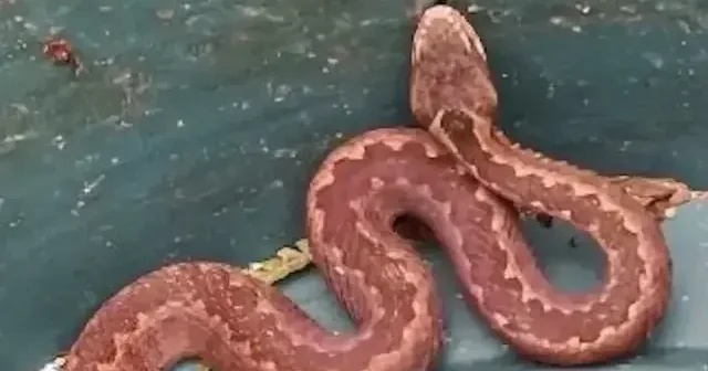 Artvin de Kafkas engereği böyle görüntülendi VİDEO İZLE