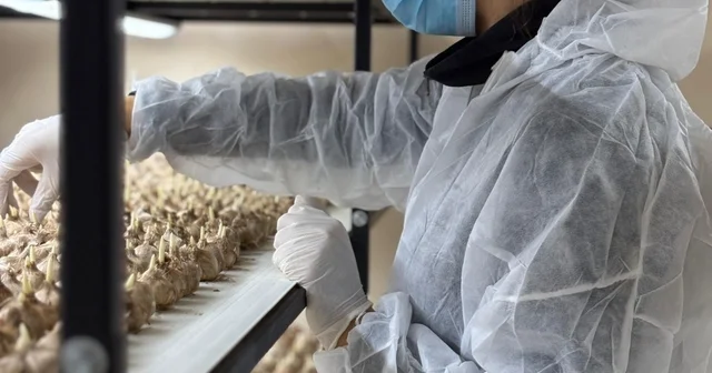 Mesleğinden vazgeçip, safran üretimine başladı; gramı 700 TL Bolu Haberleri