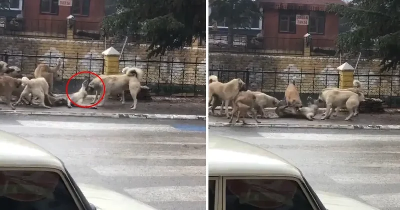 Sokak ortasında dehşete düşüren görüntü