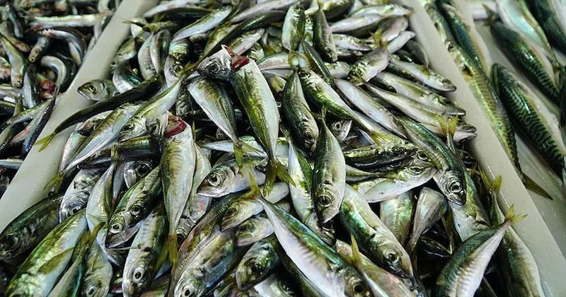 Denize açılan balıkçılar, ağları istavritle dolu şekilde limana dönüyor Sözcü Gazetesi