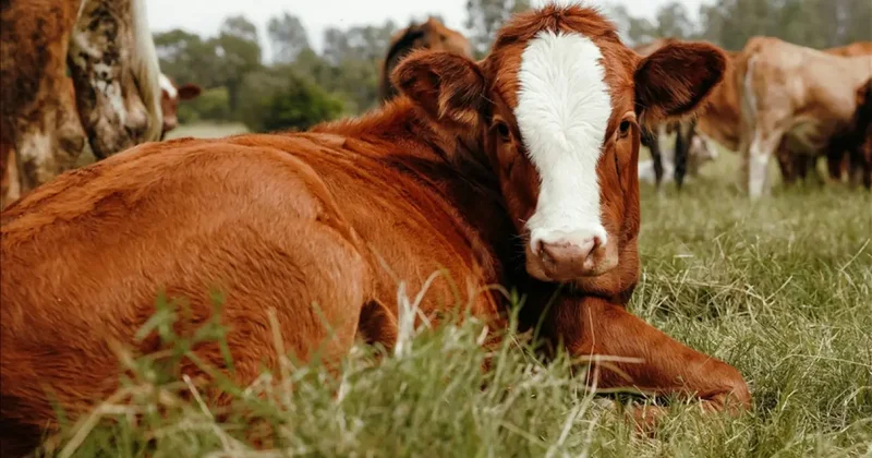 Kars ta 40 aile devlet desteğiyle hayvancılık işletmesi kurdu