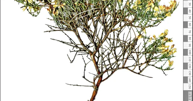 Toroslar da yeni bitki türü keşfi; adı Ermenek borcağı oldu Karaman Haberleri