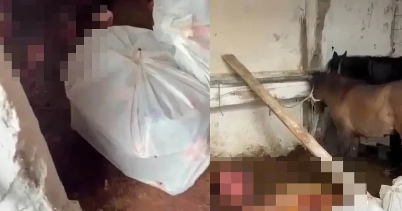 İstanbul un göbeğinde at kasaplığı yapmışlar: Kesip kesip yedirmişler!