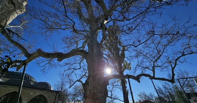 Harput un 3 asırlık çınarı yıllara meydan okuyor Elazığ Haberleri