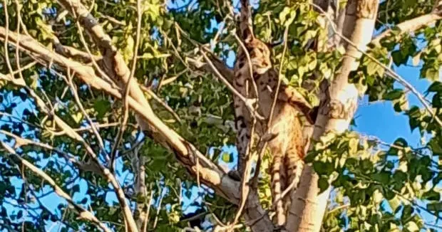 Tunceli haberleri Tunceli de görüntülenen hayvan uzmanların kafasını karıştırdı 13 Aralık 2025