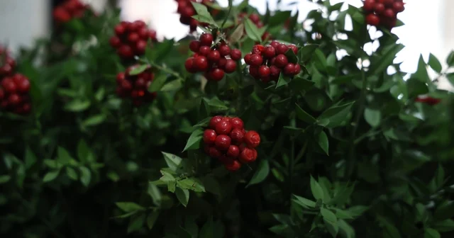 Kırşehir de aralık ayının en çok tercih edilen çiçeği kokina oldu Kırşehir Haberleri