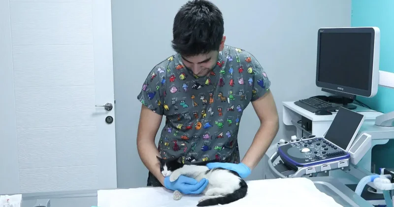 Evcil hayvanlara çip taktırmak için son gün 31 Aralık