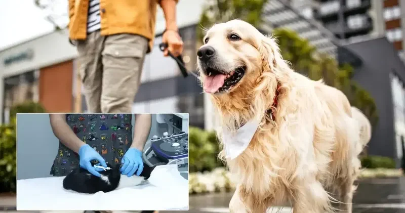 Evcil hayvan sahipleri dikkat: Ceza yememek için son gün 31 Aralık Gündem Haberleri