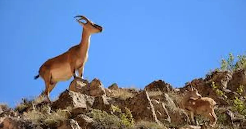 Kayseri’de yaban keçisi avına rekor ceza Sözcü Gazetesi