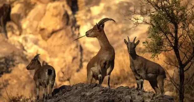 Kayseri haberleri Avladığına bin pişman oldu! 953 bin TL ceza ödeyecek 13 Aralık 2025