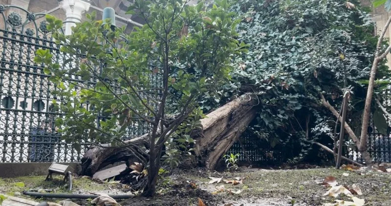 Son dakika: Eyüp Sultan Camisi ndeki 556 yıllık ağaç devrildi Son dakika haberleri