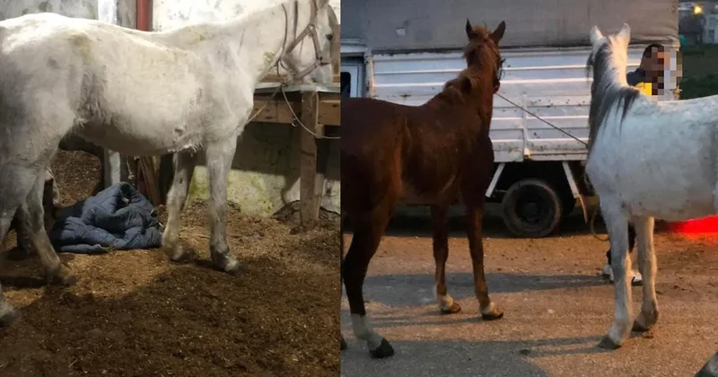 SON DAKİKA… İstanbul Ataşehir’de skandal görüntü: Atları kesip satışa sunmuşlar...