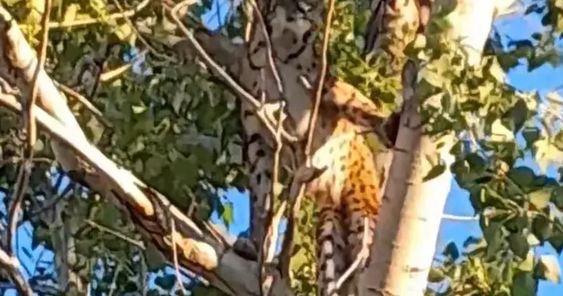 Prof. Dr. Sözen: Ağaçtaki Anadolu Parsı değil, vaşak