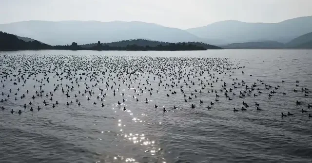 Yağışlarla nefes alan Bafa Gölü’nde doğal yaşam yeniden canlandı VİDEO İZLE