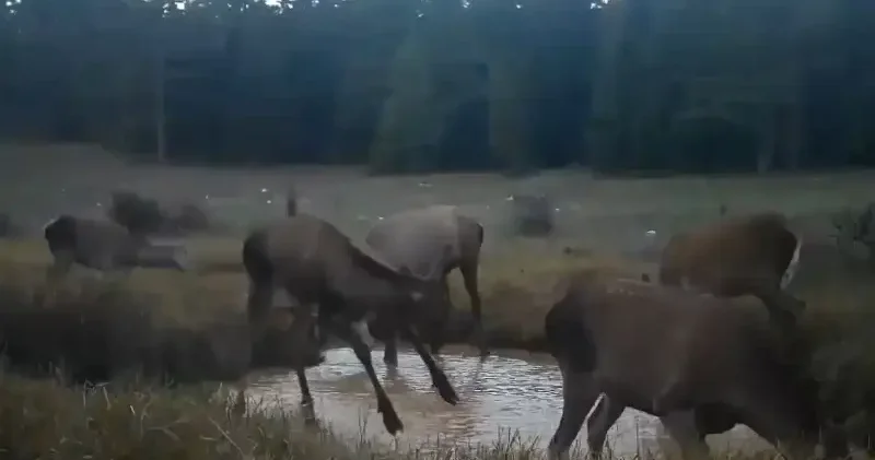 Kızıl geyiklerin su birikintisindeki görüntüleri fotokapana yansıdı Aktüel Haberleri