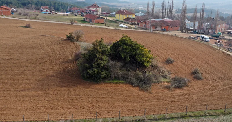 Şemsiyeyi andıran çam ağacı görüntüsüyle dikkat çekiyor