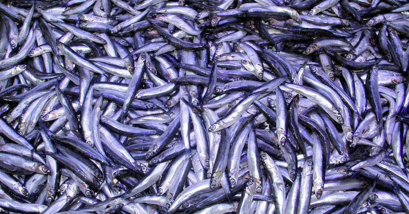 Hamside arz talep çıkmazı: Balık boldu ama balıkçı kazanamadı Sözcü Gazetesi