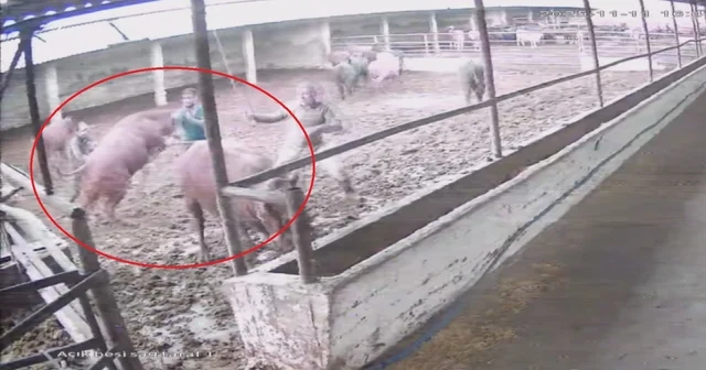 Besiciye boğa saldırdı; o anlar kamerada Amasya Haberleri