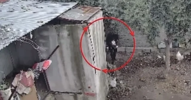 Osmaniye de kümeslerden tavuk çalan şüpheli tutuklandı; hırsızlık anı kamerada Osmaniye Haberleri