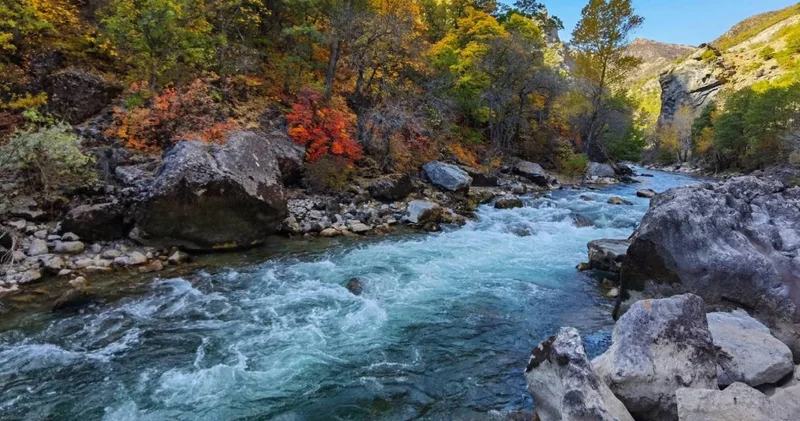 Tunceli de Anadolu Parsı sanılan hayvanın vaşak olduğu ortaya çıktı
