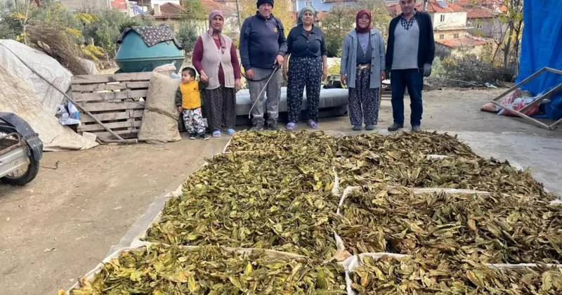 Hasadı tamamlanan tütünler satış için hazırlanıyor