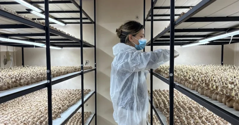 Masabaşı mesleğini bıraktı küçücük odada ekime başladı: Gramını 700 liraya satıyor Sözcü Gazetesi