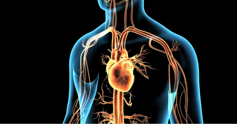 Kalp çarpıntısında acil yardım gerektiren 4 kritik belirti Sağlık Haberleri