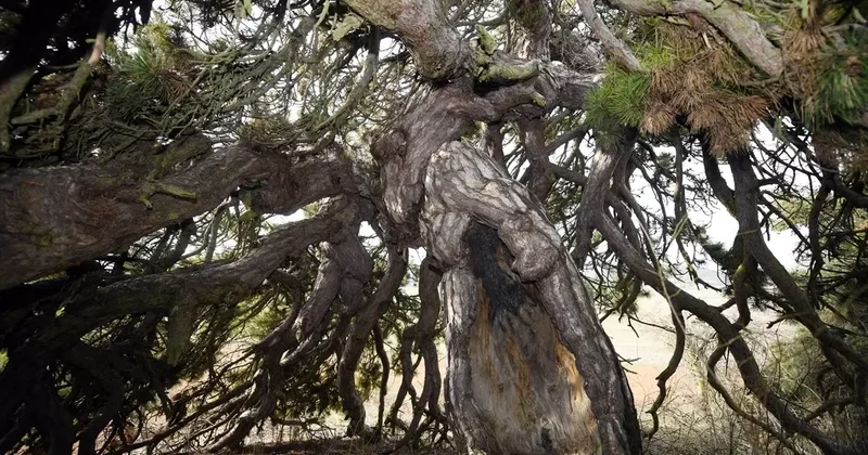 Kastamonu daki Şemsiye Çam Ağacı