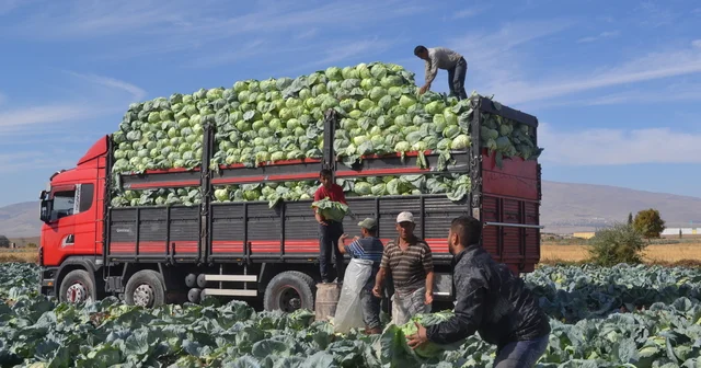 Türkiye nin beyaz lahana üretiminin yüzde 20 si Niğde den Niğde Haberleri