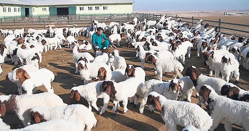 Tarımda yeni güç: Koyun sütü ekonomisi