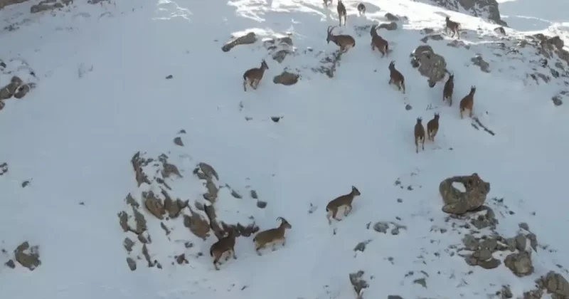 Erzincan’da dağ keçileri karlı arazide yiyecek ararken görüntülendi
