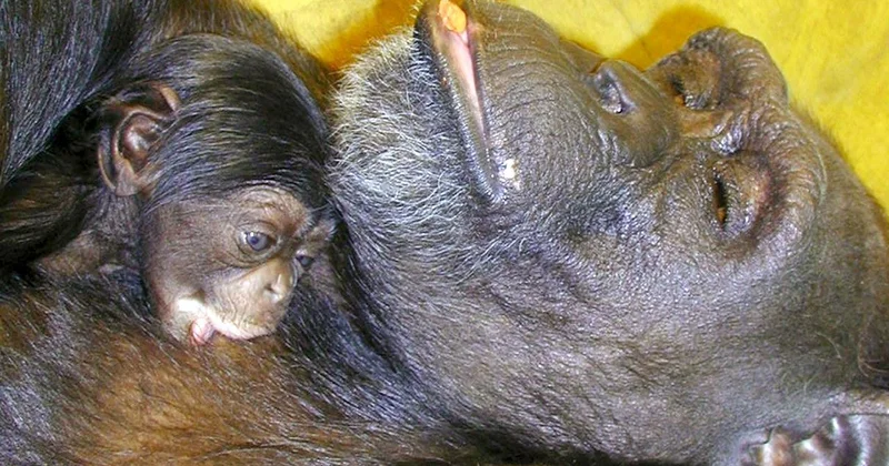 Çince ve İngilizce okuyabilen dahi şempanze Ai 49 yaşında öldü