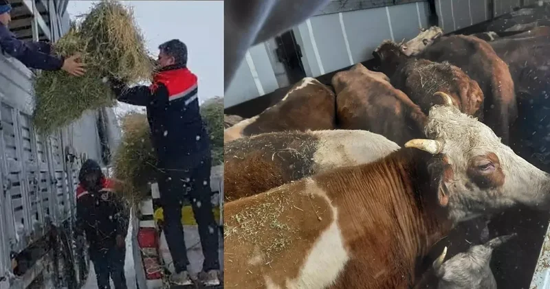 Hayvanlar karda mahsur kaldı: Ekipler ot ve saman taşıdı