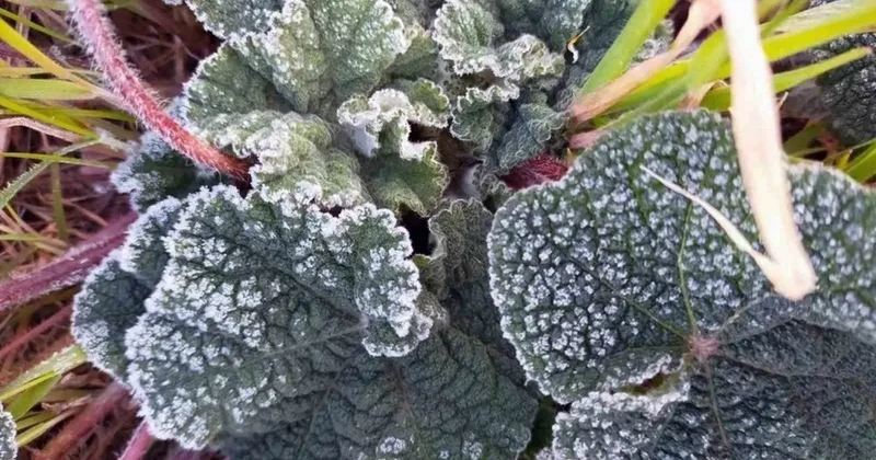 Muğla’nın sahil kesimlerine zirai don uyarısı