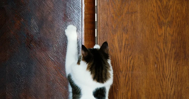 Kediniz meğer bu yüzden geceleri kapınızı tırmalıyormuş Sözcü Gazetesi