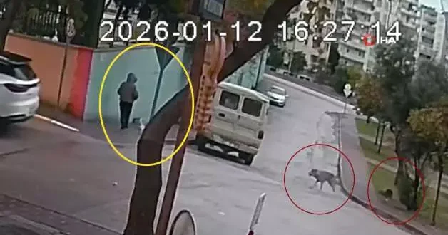 Adana da köpek terörü kamerada!