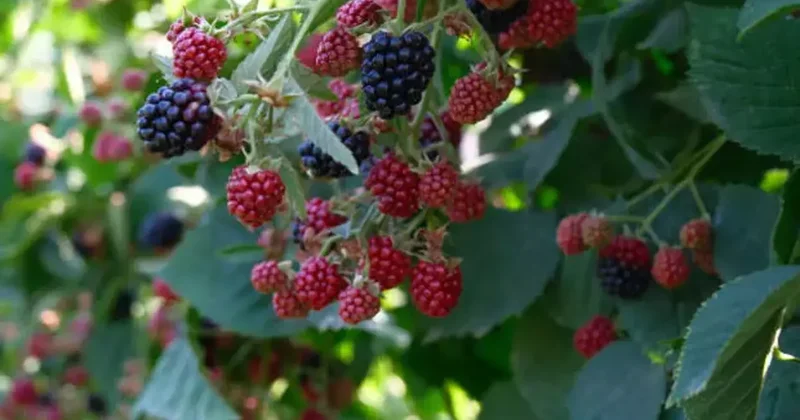 Kestel de ahududu ve böğürtlen üretimi Sırbistan modeliyle artırılacak